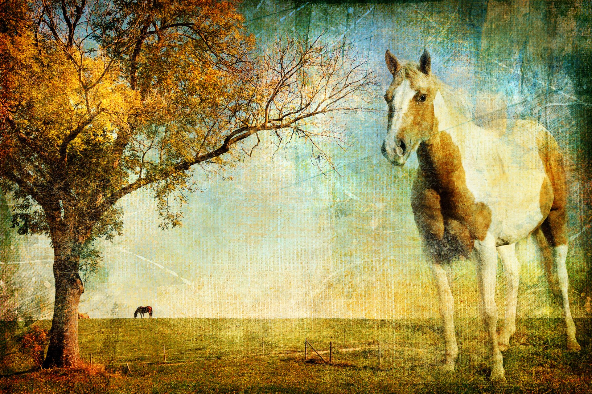 texture canvas photo horse tree horizon horse landscape