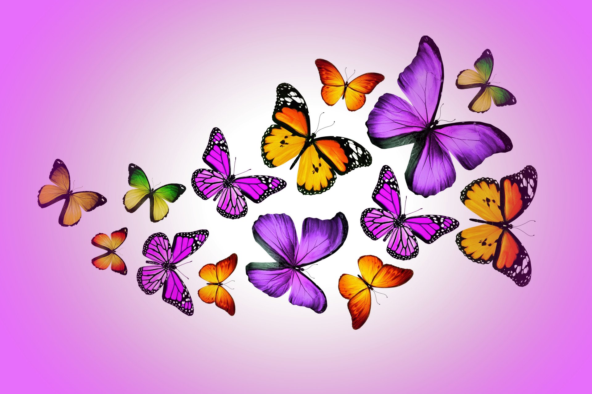 butterflies design by marika colorful purple butterfly