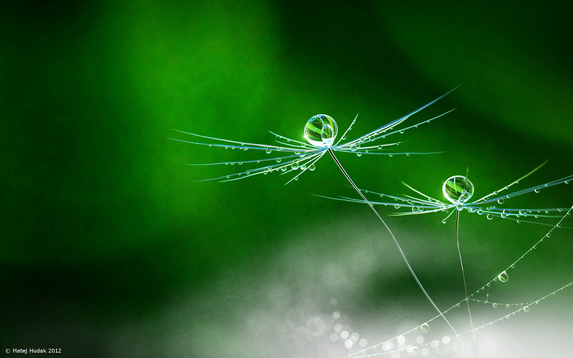 pioggia fiore natura matei gudak dente di leone