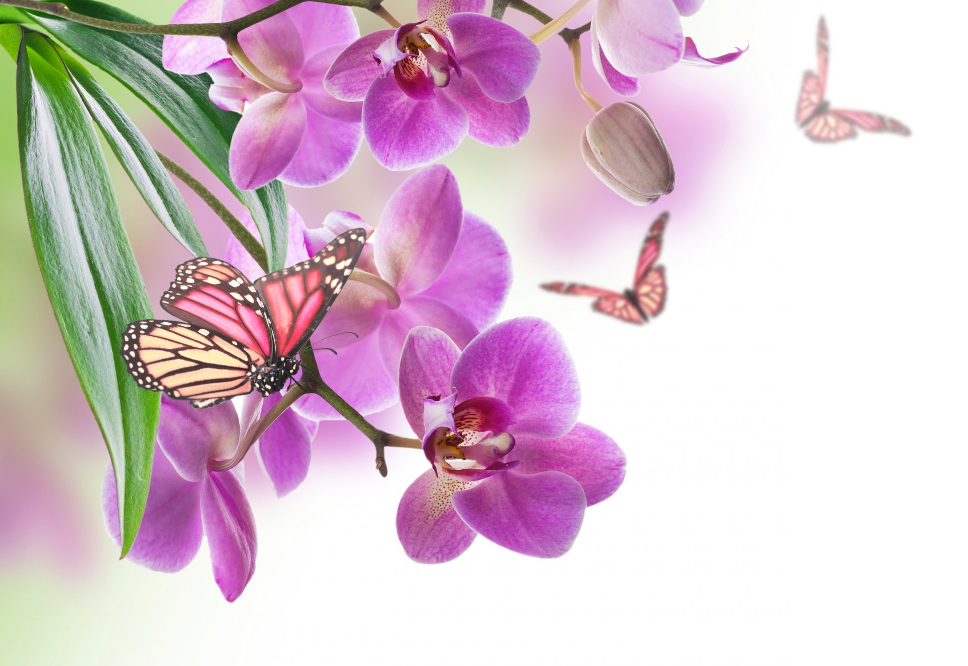 orchid butterfly nature flower sheet petal