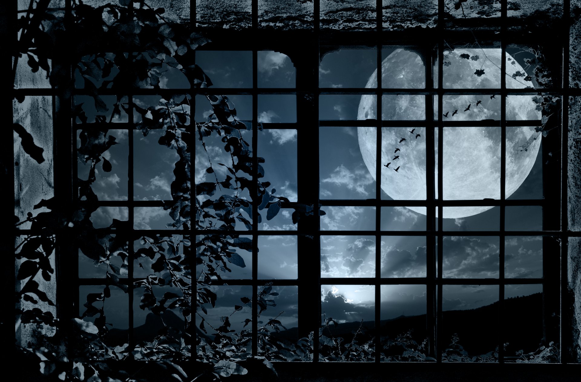 noche ventana planta enredadera luna bandada aves