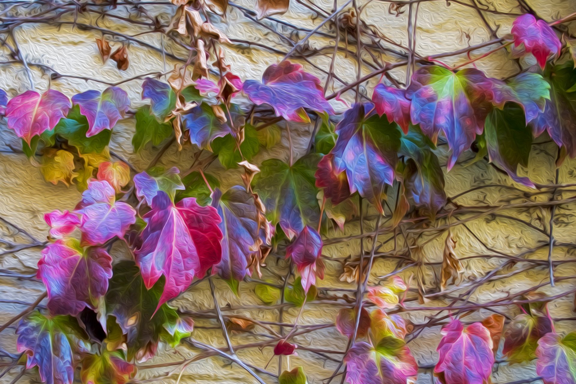 leaves ivy wall flowers autumn the stem