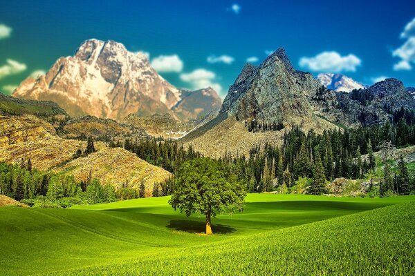 A lonely tree in a field between mountains