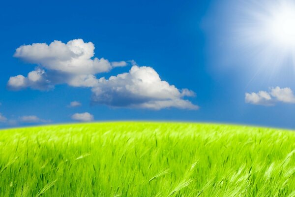 Herbe vert vif. Ciel bleu avec des nuages blancs