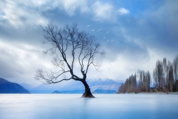 Un árbol solitario sin hojas en el agua en las montañas