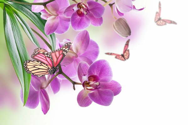 Butterflies flying against the background of bright orchids