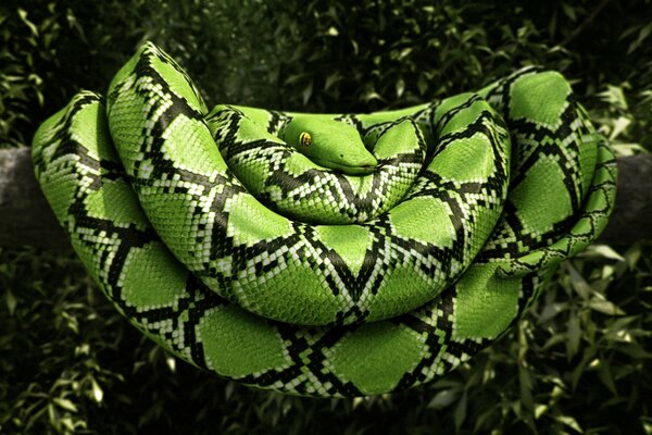 Un serpente verde giace su un ramo di un albero