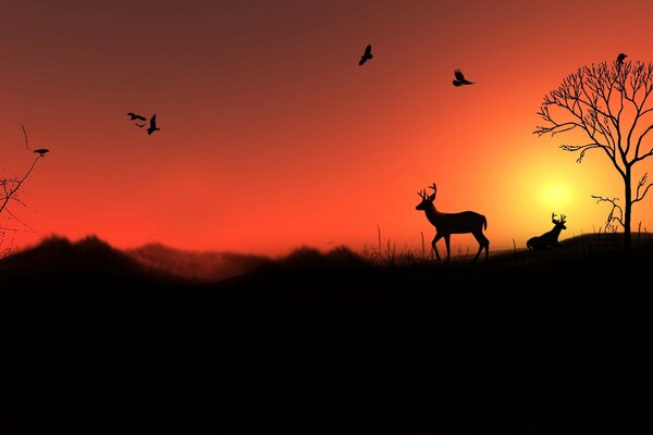 Silhouette of deer on the background of an orange sunset