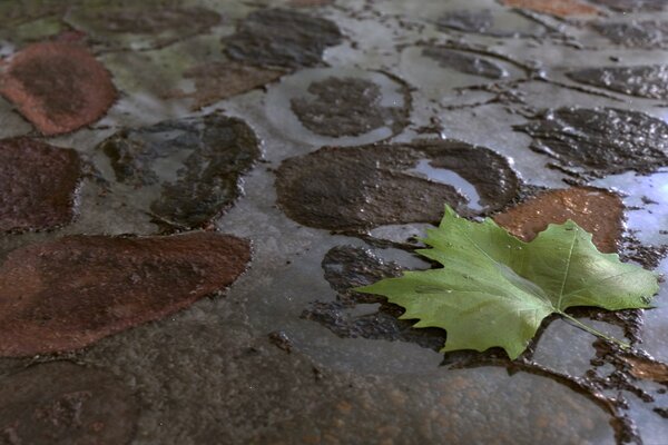 A green leaf on the ground in the rain