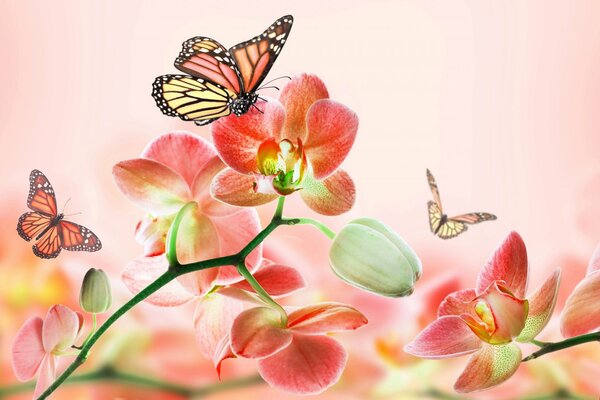 Orchid flowers with beautiful butterflies