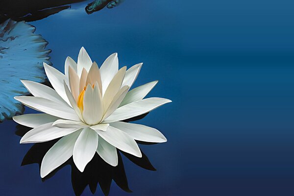 White lily flower on the water