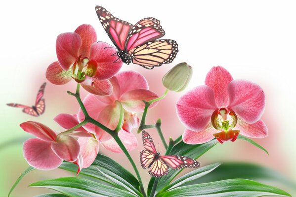 Las mariposas Rosadas revolotean sobre las orquídeas