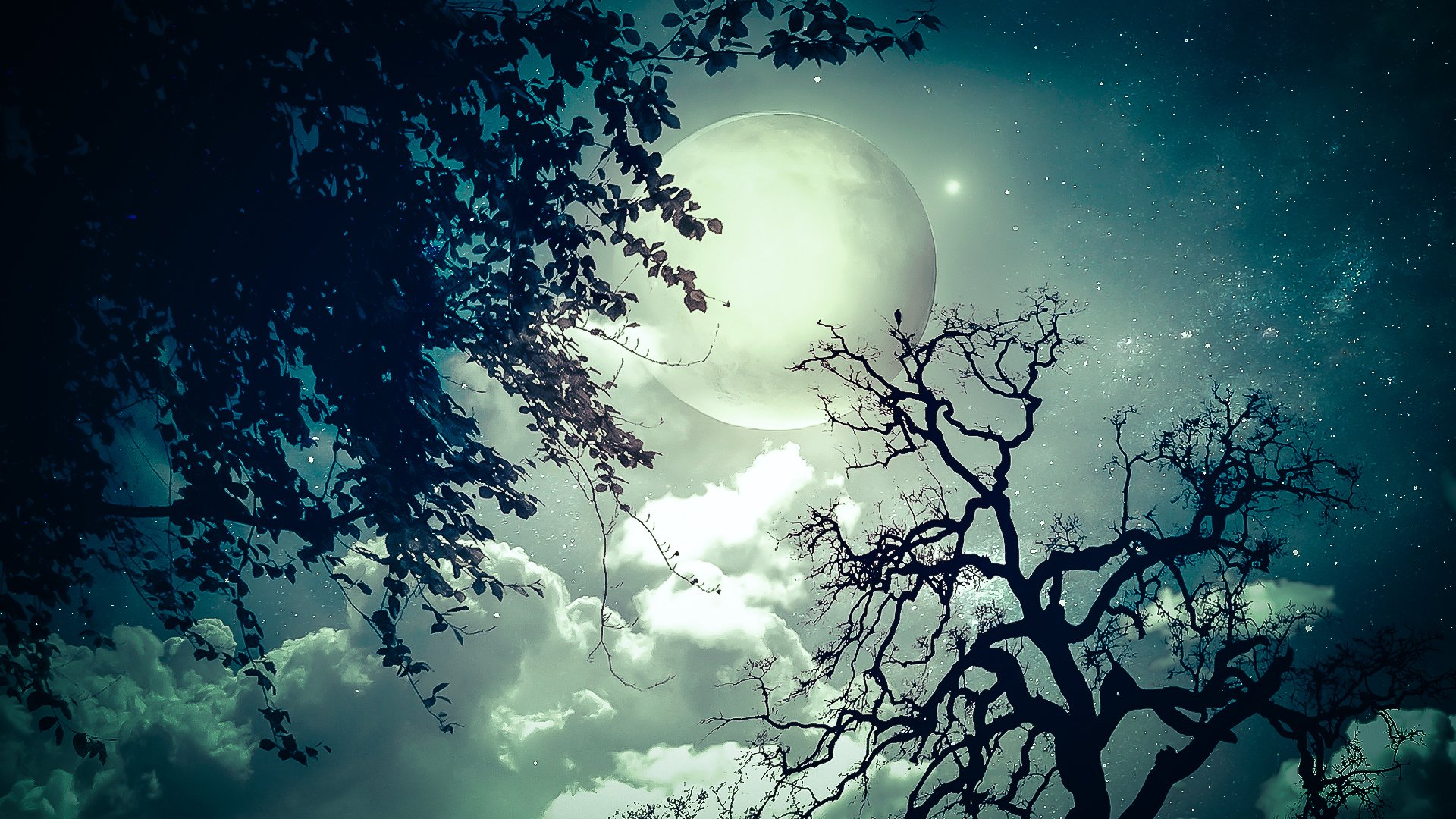 night tree branch moon star