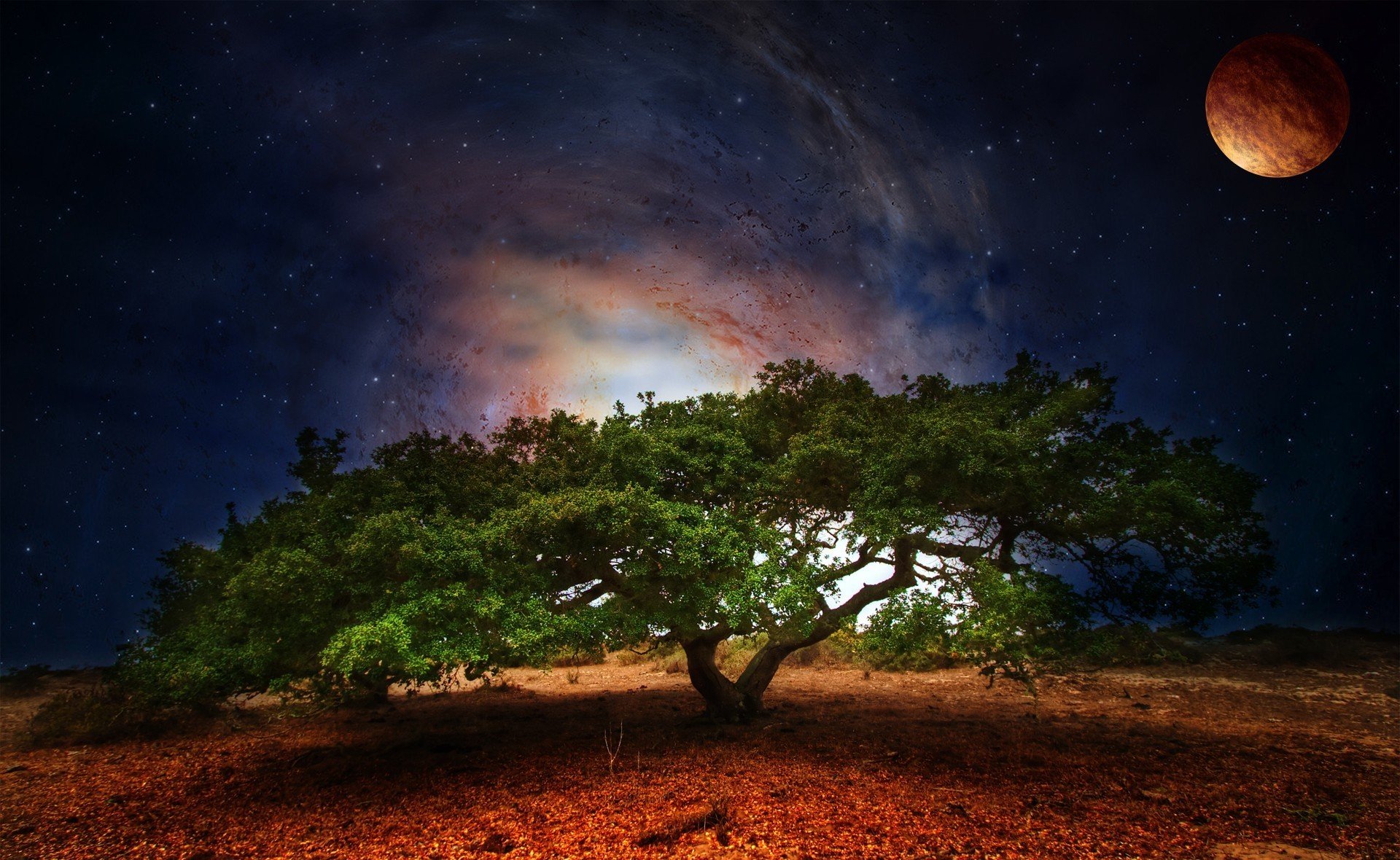 natura albero verde fogliame spazio pianeta stelle notte