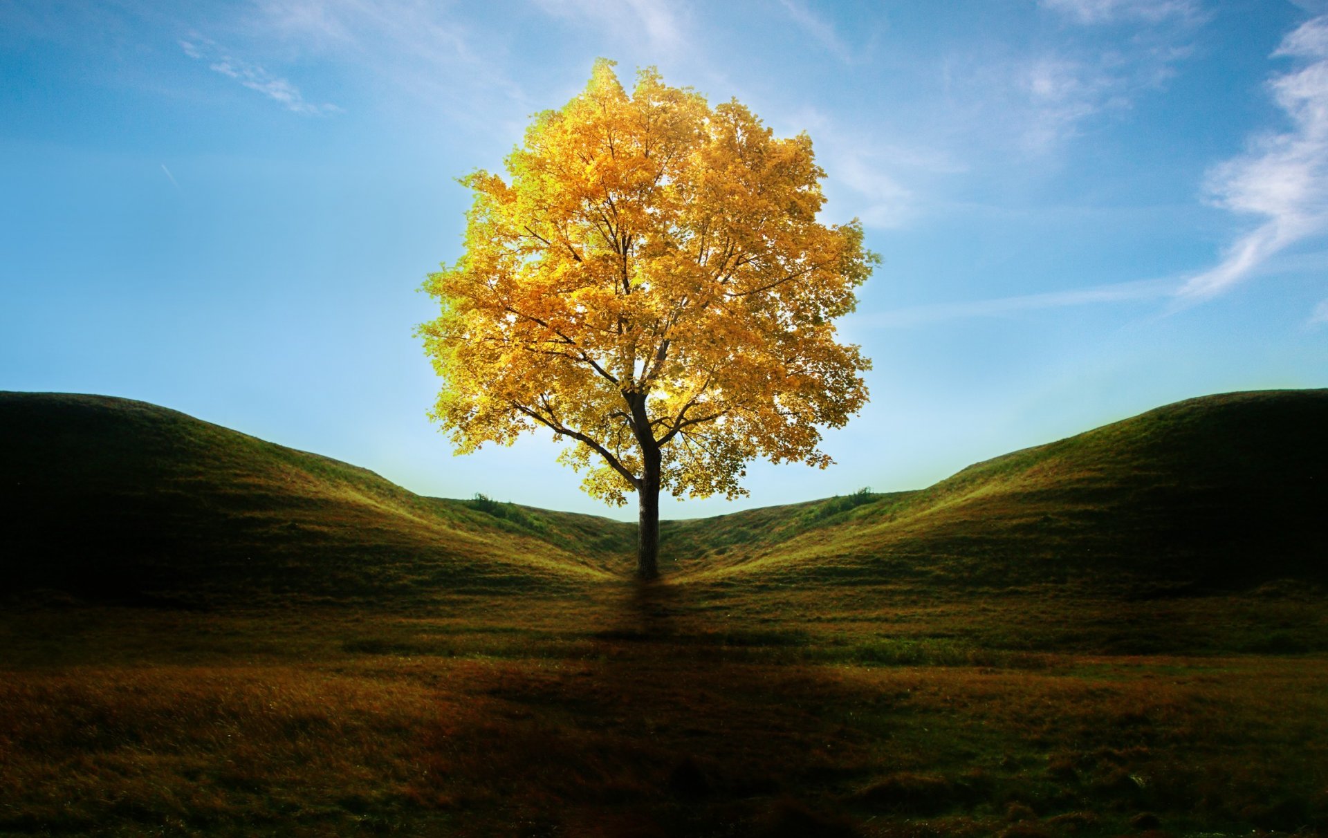 arte albero giallo foglie autunno ombra colline erba