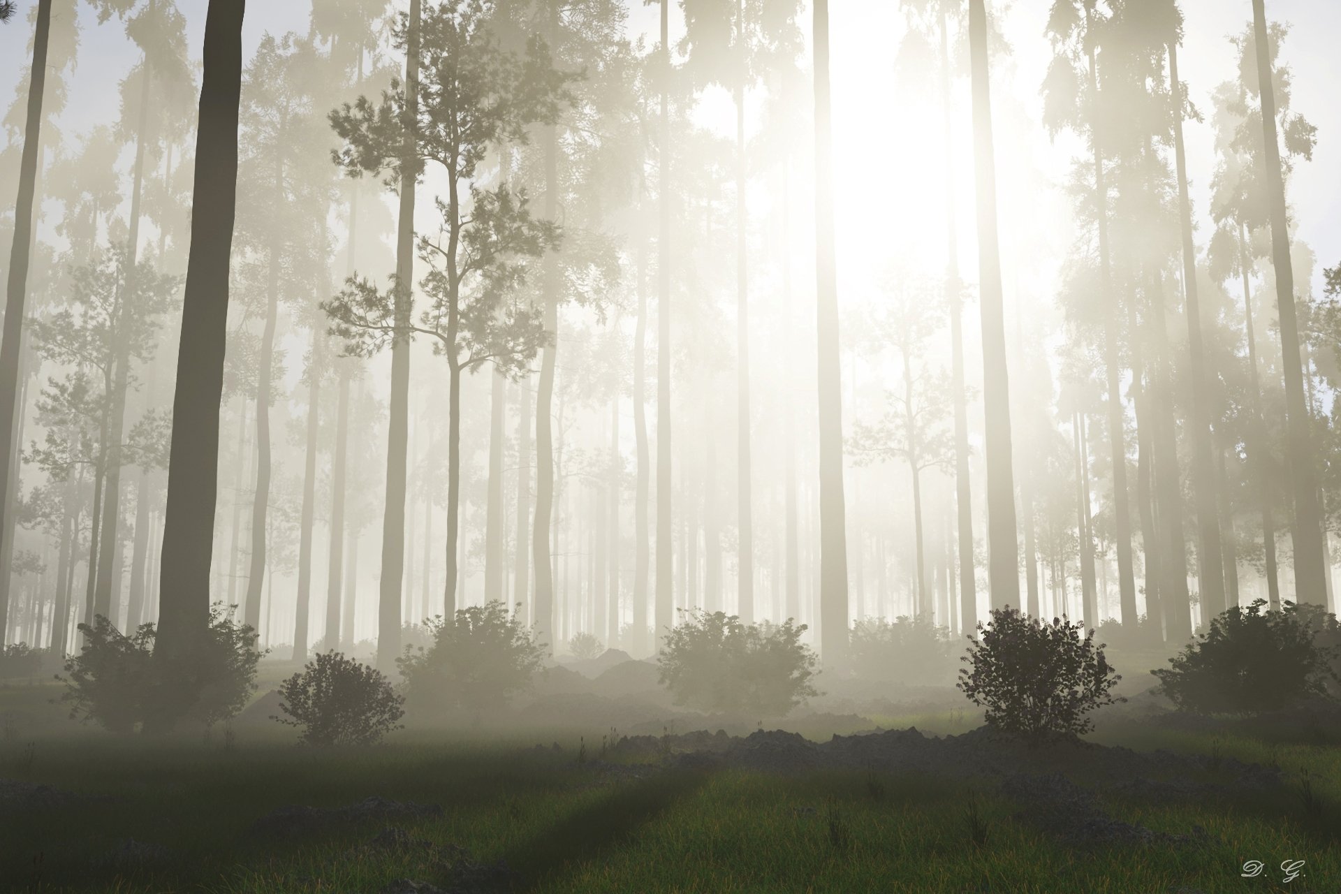 naturaleza bosque árboles niebla sol amanecer mañana arbustos