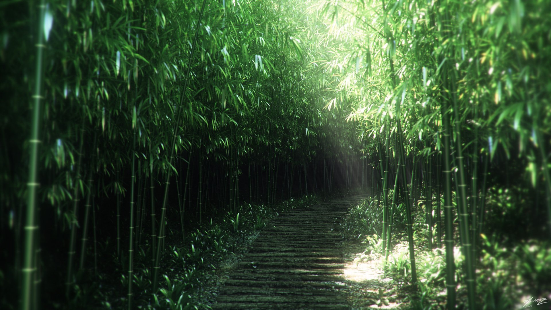 art nature thickets bamboo path trail sun ray