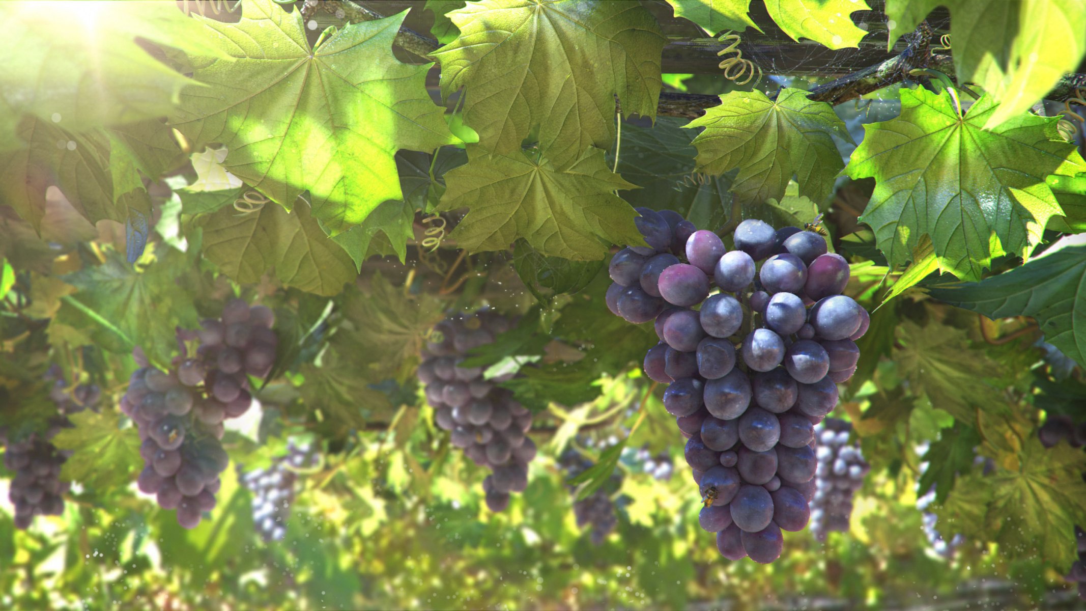 l art la vigne le soleil les feuilles la grappe vigne