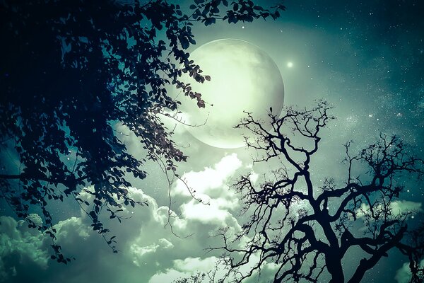 Bright moon through the dark branches of trees