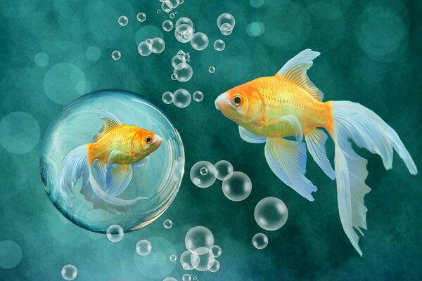 Goldfish with bubbles around