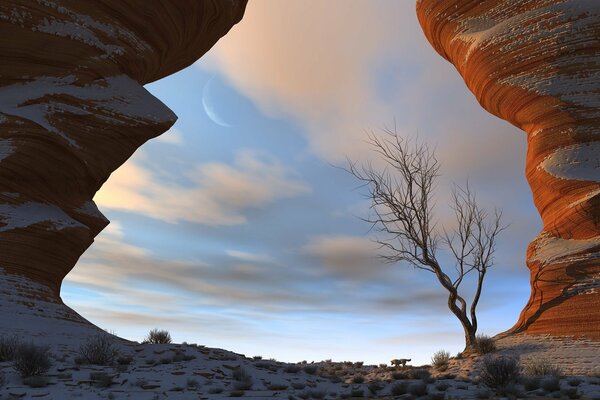 A lonely tree among the rocks