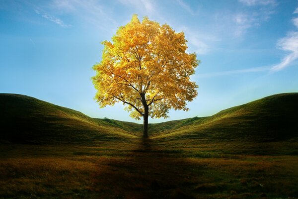 Un arbre solitaire, parmi les collines couvertes d herbe verte à l automne