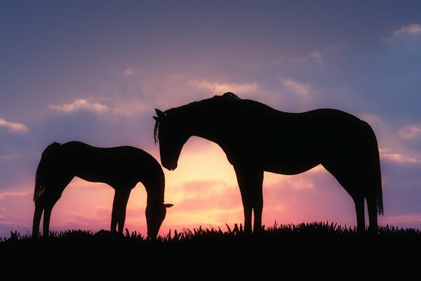 Les chevaux paissent sur fond de coucher du soleil