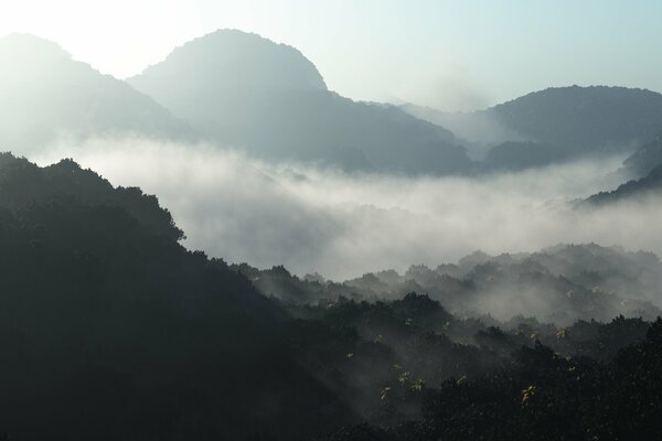 Thick fog over the forests at dawn