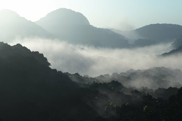 Fitta nebbia sulle foreste all alba
