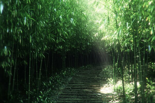 La strada tra il bambù fiancheggiato da un muro denso