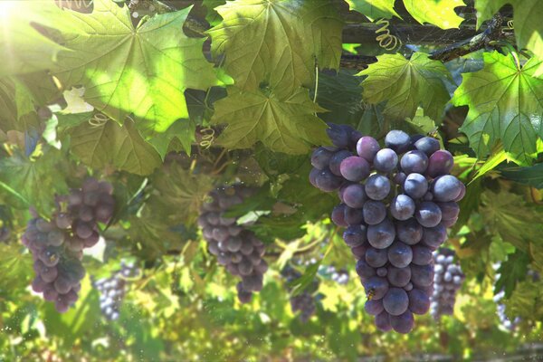 Bunches of grapes illuminated by the sun