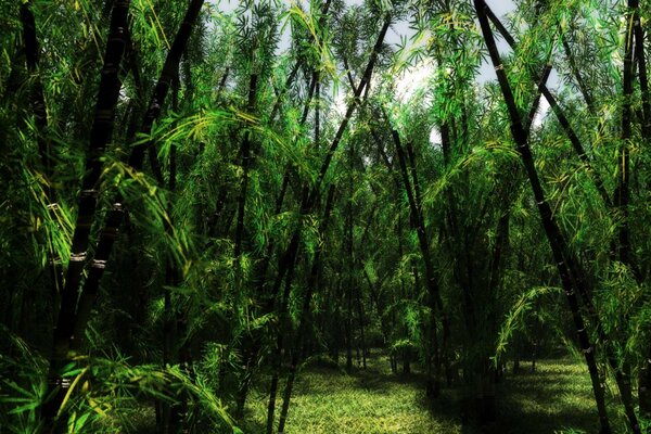 Selva tropical que agrada la vista con su vegetación