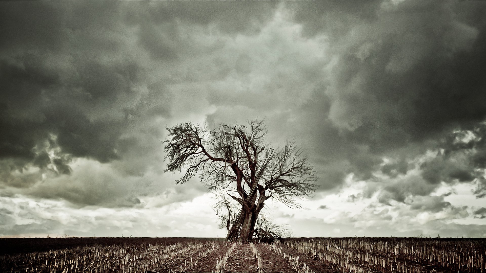 le bois le sec l herbe le ciel les nuages