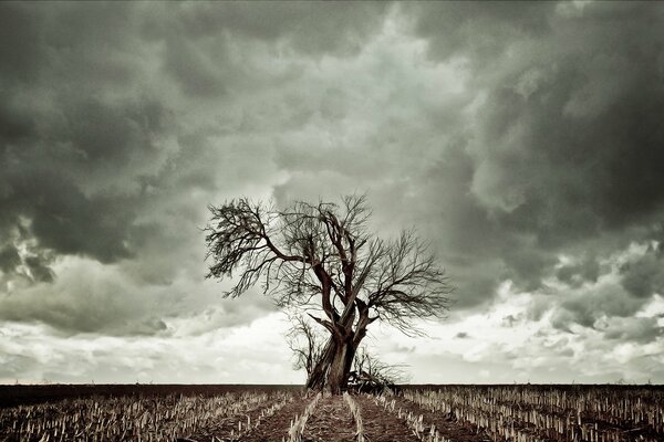 Erba secca e albero solitario su uno sfondo di nuvole