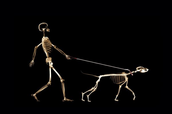 X-ray image of a man leading a dog on a leash