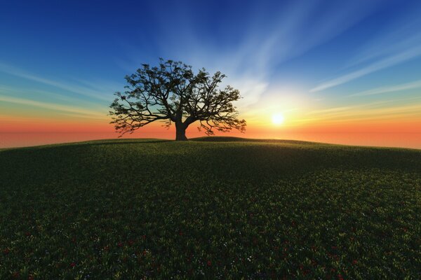 Albero solitario al tramonto in un campo