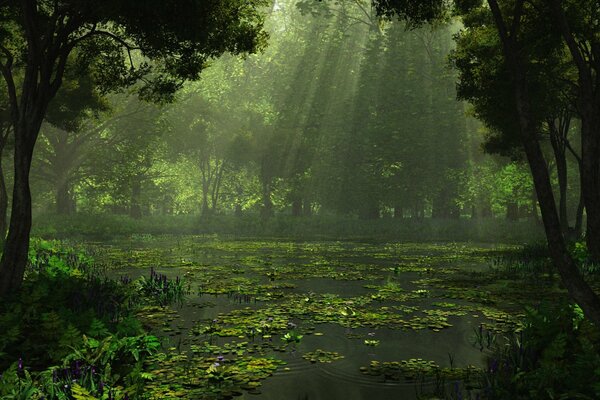 Photo of swamp, forest and sun