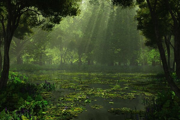 Fotografía del pantano, el bosque y el sol