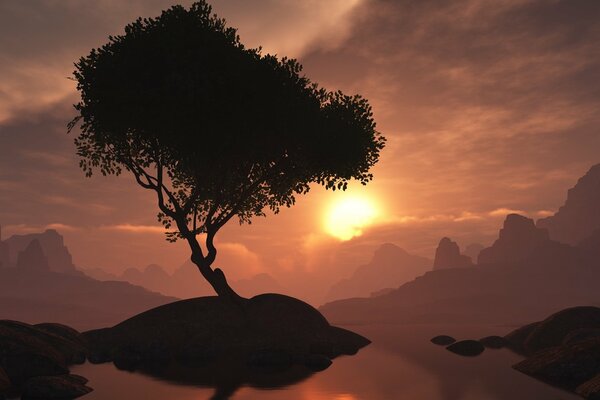 A tree on an island in the evening at sunset