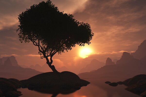 Arbre sur l îlot dans la soirée au coucher du soleil