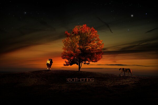 León y Leona al atardecer junto al árbol