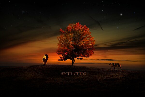 Leone e leonessa al tramonto vicino all albero