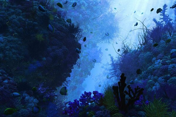 Coralli e pesci nel profondo del mare