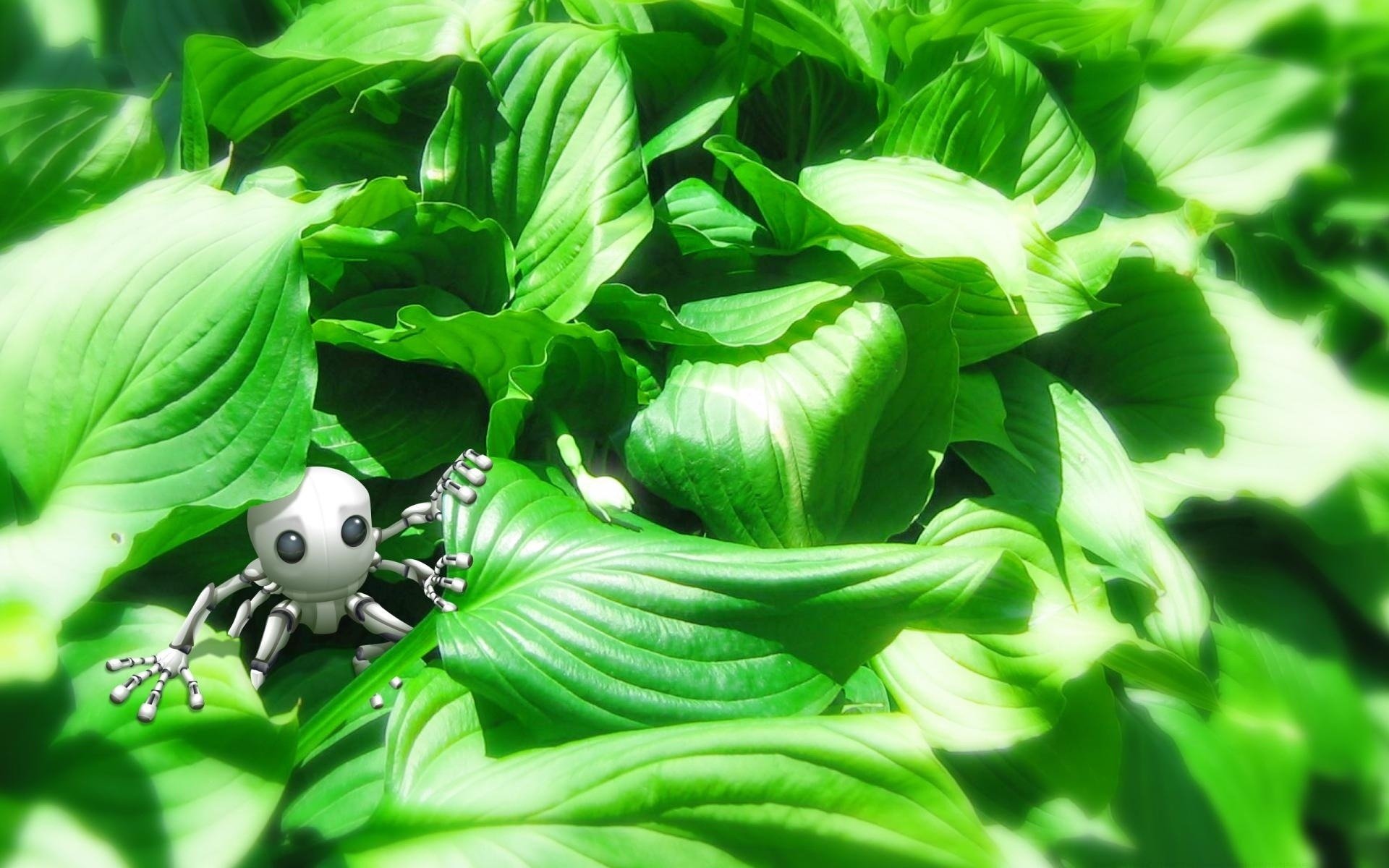 l herbe légumes verts jouet fonds d écran