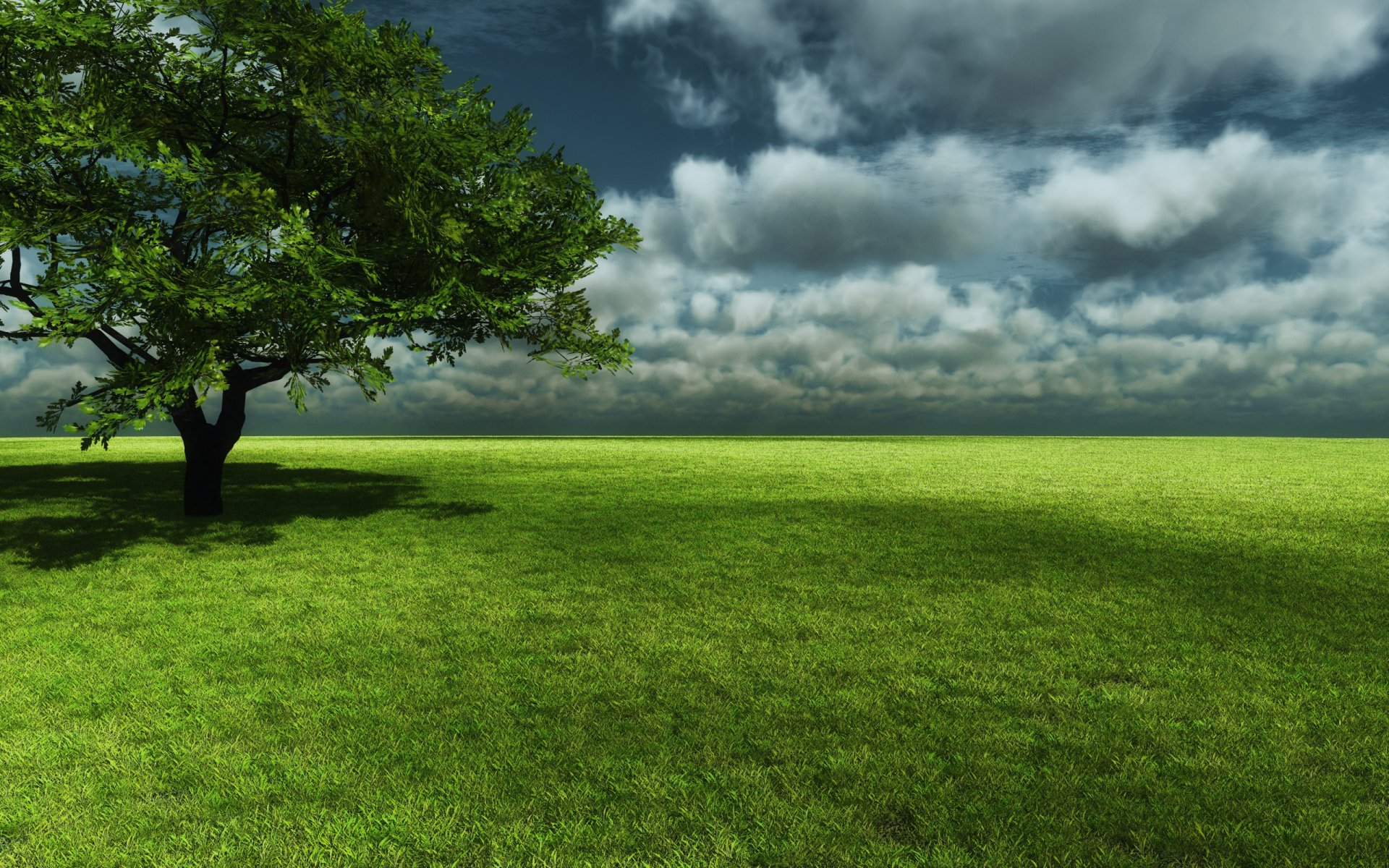 tree grass the field sky