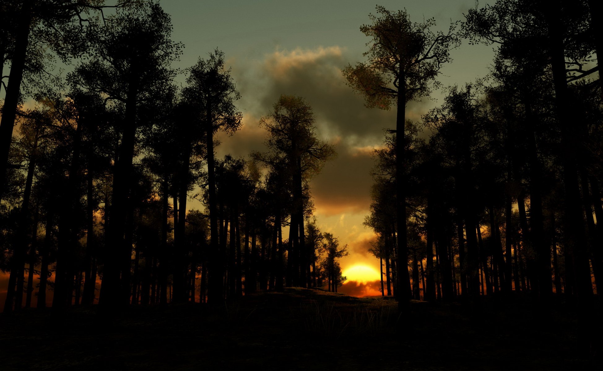 le coucher du soleil la forêt le soir les nuages les arbres