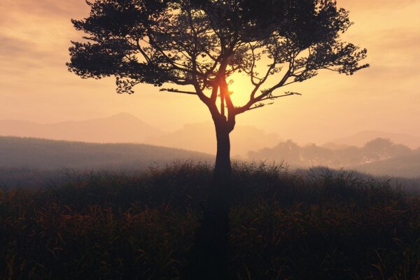 Baum auf dem Hintergrund eines sonnigen Sonnenuntergangs