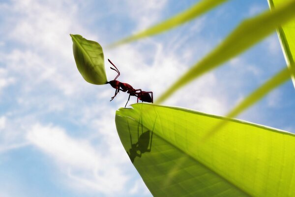 Mrówka na liściu trzyma liść. Każdy ma swoje zwycięstwa