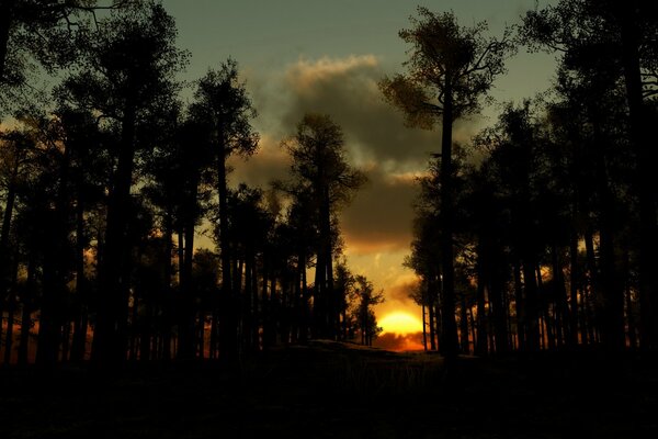 Puesta de sol en el bosque negro