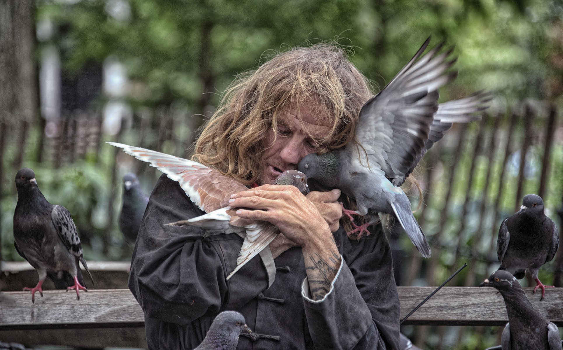 nueva york sin hogar palomas pájaros amor